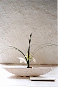 Eucharis in white vase on floor