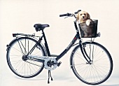 Touring bike with small dog sitting in basket connected to the handlebars 