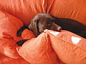 Brauner Hund kuschelt sich in Kissen auf orangefarbenem Sofa