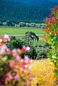 Blühende Weinlandschaft Hawke's Bay 