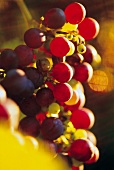 Rote Merlot-Trauben an der Weinrebe 