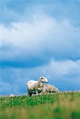 Wales  - Schafe auf der Weide im Nationalpark Brecon Beacons