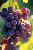 Close-up of red grapes