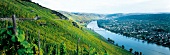 View of famous steep slopes with terraced vineyards in Mosel region, Wehlen