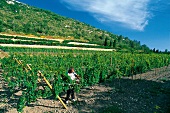Mallorca: Weinterrassen bei Manacor, ein Arbeiter an einem Rebstock