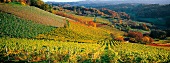 Weiter Blick über die Weinlandschaft der Steiermark mit vielen Hügeln