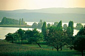 Weiter Blick über Bäume hinweg  auf den Untersee im Abendlicht