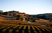 View of vineyard in Barossa Valley, South Australia
