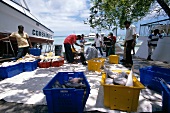 Mauritius: Fischer sortieren ihren Fang in Kästen am Strand
