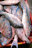 Close-up of fresh fish at Mauritius