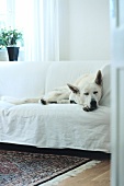 Ein weißer Hund liegt auf einem weißen Sofa und schläft.
