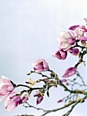 Close-up of magnolia blossoms flower