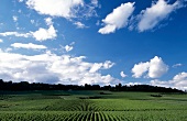 Grüne Weinlandschaft in der Champagne