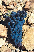 Eine Traube Pinot Noir Weintrauben auf Steinen drapiert