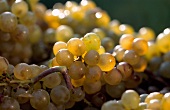 Bunches of Riesling grapes, close-up