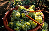 Bunches of ripe grapes and scissors in bucket