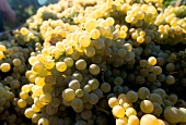 Close-up of green ripe grapes in vintage