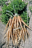 Several sand carrots with leaves