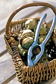Close-up of hazelnuts and nutcracker in wicker basket, Brittany