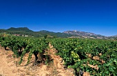 Vines in Languedoc, France