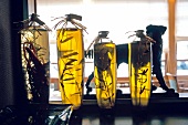 Various bottles of olive oil