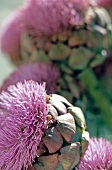 Close-up of Pink Artichoke flower
