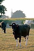 Drei Kühe auf einer Weide, Bretagne