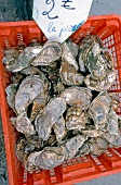 Fresh oysters in basket with price tag, Brittany