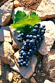Weintrauben, Rebe auf Steinen, Rebsorte Carignan, Remy Pederno