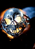 Close-up of silver skull ring accessory in dracula look