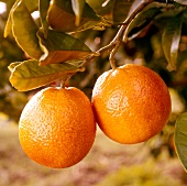 Zwei Orangen am Zweig 