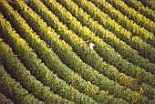 Two people in vineyard, elevated view