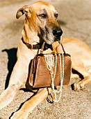 Hund hält Handtasche im Retro-Look mit Perlenkette in der Schnauze