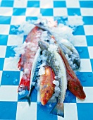 Close-up of gray and red mullets with ice