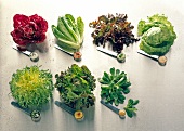 Varieties of salad leaves on white background