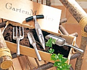 Trowels, plant thorn and gardening equipment with soil in wood box on chair