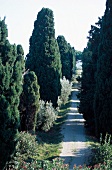 View of 250 year old avenue of cypresses to the manor house of Colonna