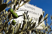 grüne Oliven an einem Olivenbaum 