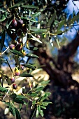 Olivenbaum mit gereiften Oliven 