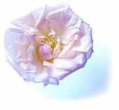 Close-up of white rose flower on white background