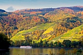 View of vineyards on hill, Durnstein, Austrian