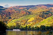 Hänge zwischen Dürnstein und Weissenkirchen