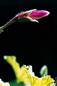 Close-up of pink geraniums bud