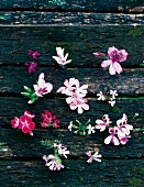 Geraniums flowers and various flowers on wood with moss
