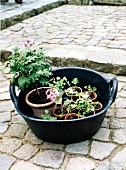Several geraniums in flower pots in a tub