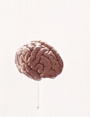 Anatomy of human brain on white background