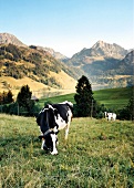 Kuh steht auf Weide vor Bergen Rind, Tanne, grün, Gebirge