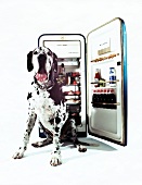 Great Dane sitting in front of open fridge with large amount of food
