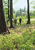Group of hunters walking and searching with hunting dogs in the forest