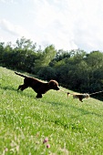 Jagdhund zieht an einer Leine mit Wildschweinschwarte
